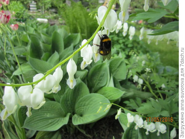 Шмелик на дицентре.