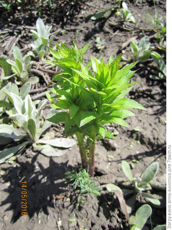Весной появляется довольно поздно.