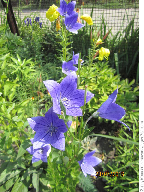 На второй год жизни.