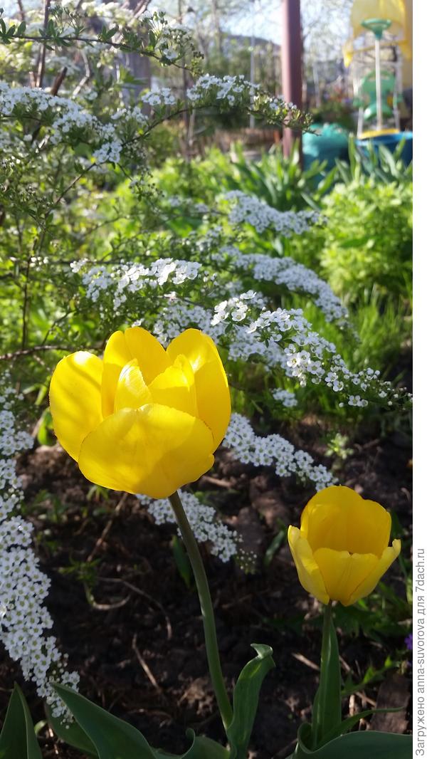 Около спиреи