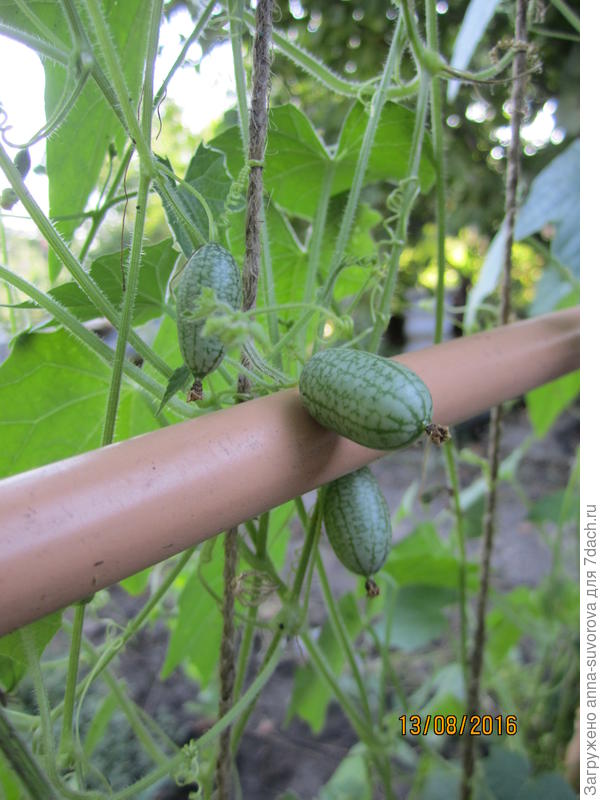 Растет мелотрия.