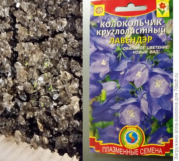 Посеян 22.02.