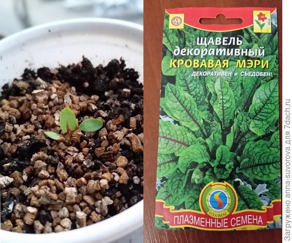 Посеян 07.03.