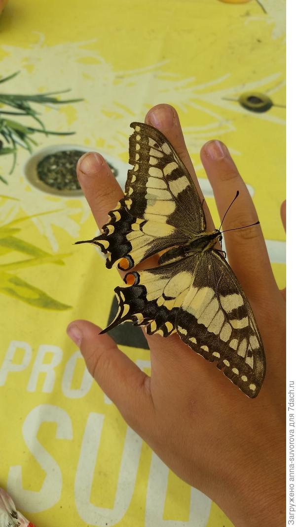 У дочери на руке.