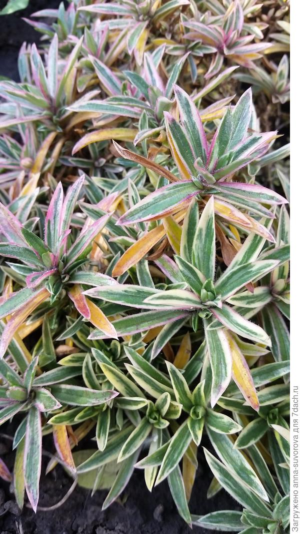 Осенью листья розовеют.