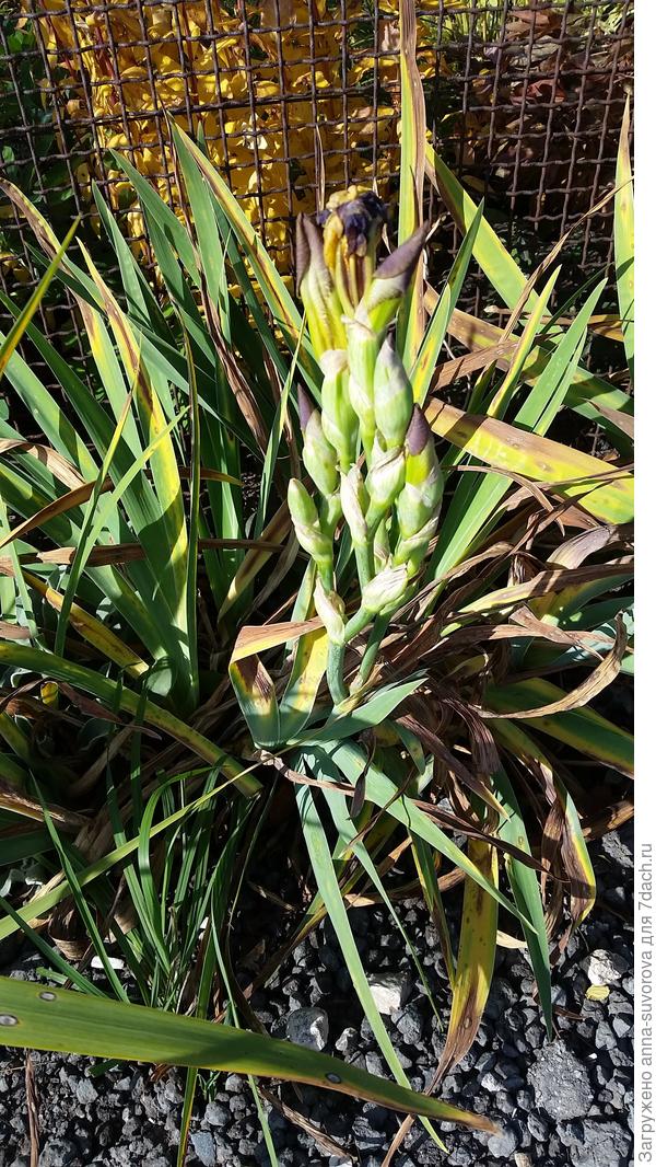 Ирис в октябре.