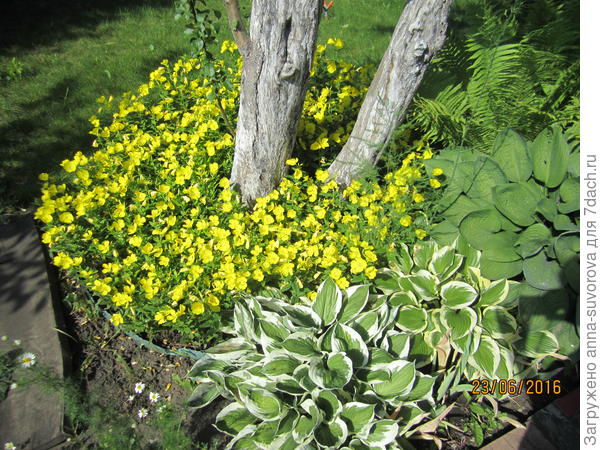 Энотера под яблоней