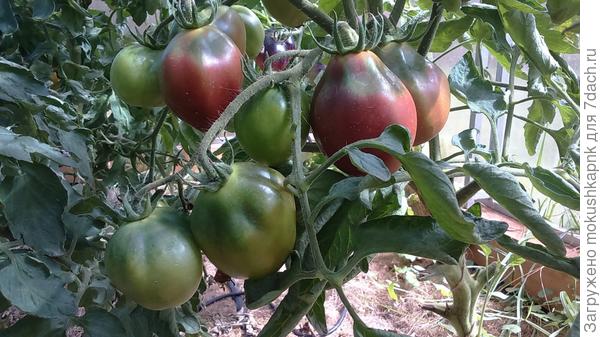 Винный кувшин