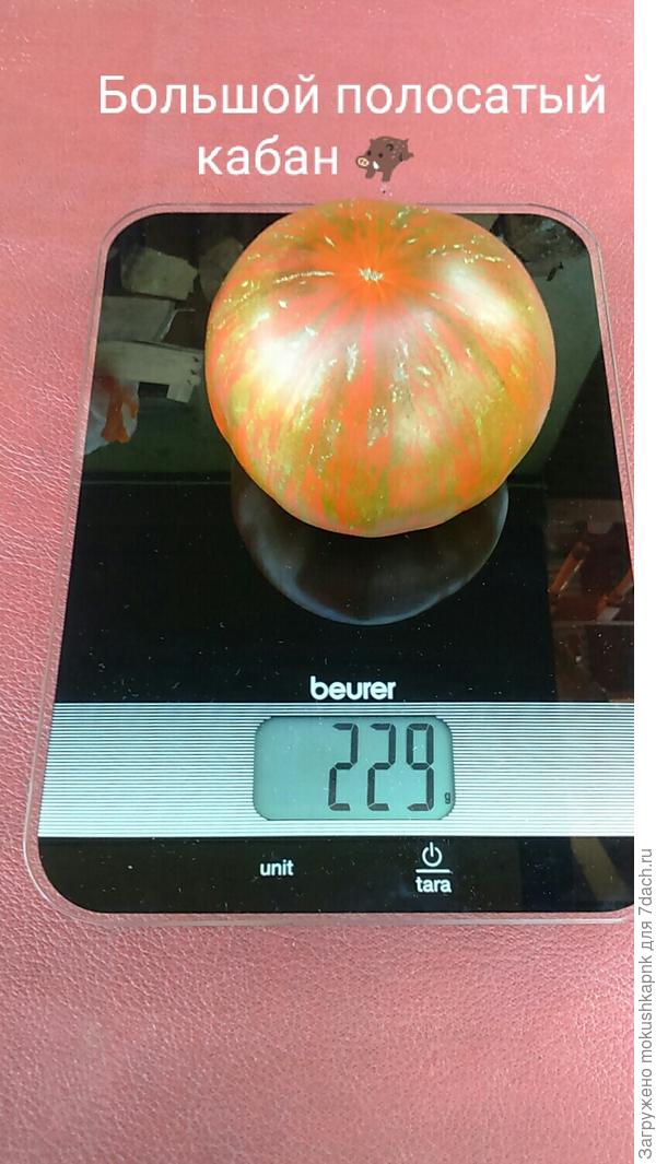 Большой полосатый кабан