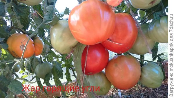 Жар горящие угли