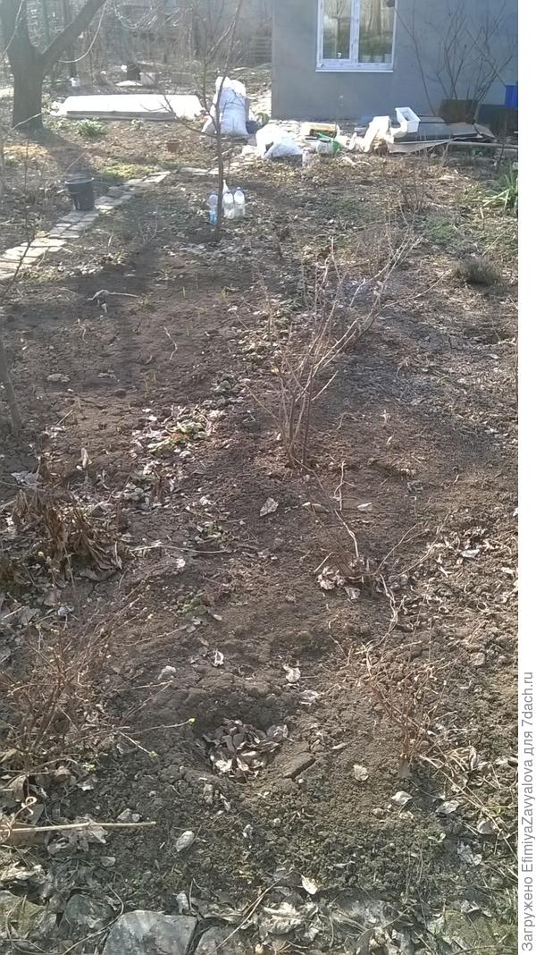 это мои кустарники,смородины,йошта,крыжовники и жимолость,и молодая абрикоска