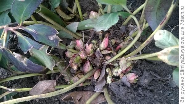 ...и морозник,весь в бутонах еще,но уже скоро-скоро,пойдет в рост-цвет)