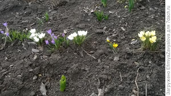 ну,и напоследок-за Ваш интерес ко мне,и терпение-дарю фото моих первоцветов- крокусы...