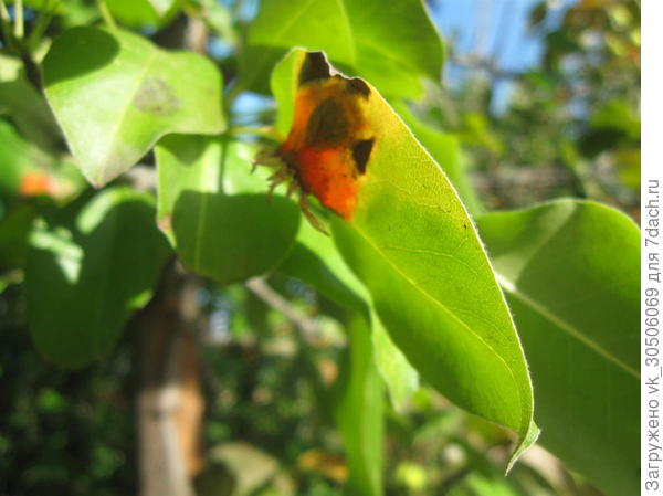 Пораженная паршой листва груши