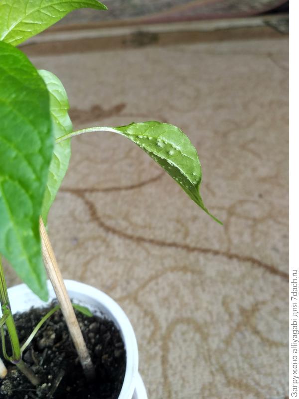 Вот такое безобразие