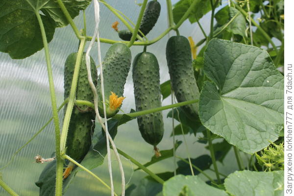 Когда в банку?