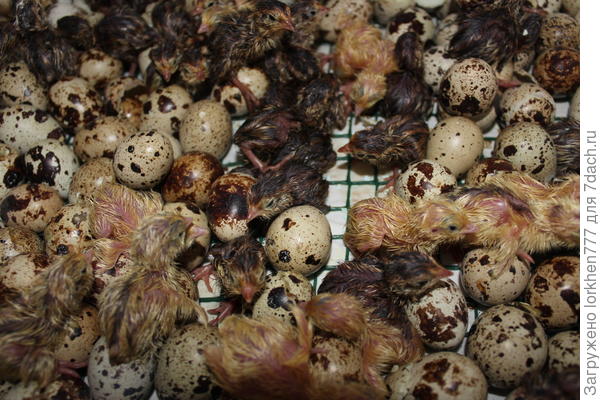 Мама, мы родились