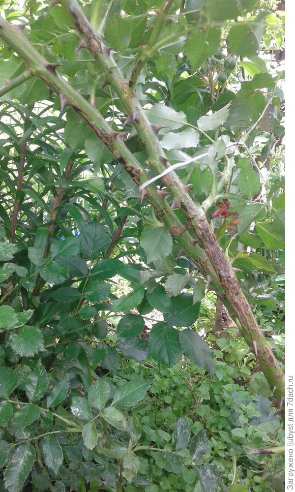 это повреждения на стволе.