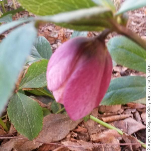 морозник с моего сада