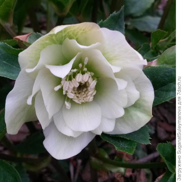 морозник махровый