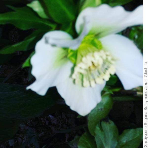 морозник с моего сада