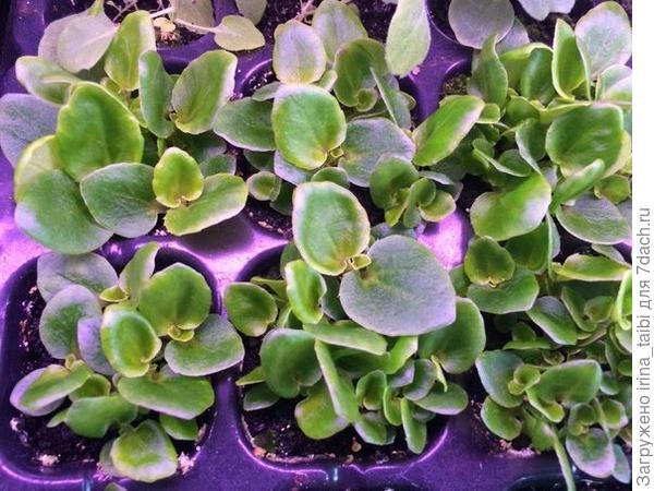 бегошки нуна рассаживать