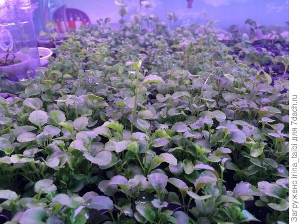 плантация лобелии
