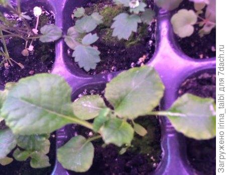 примула (Франция)