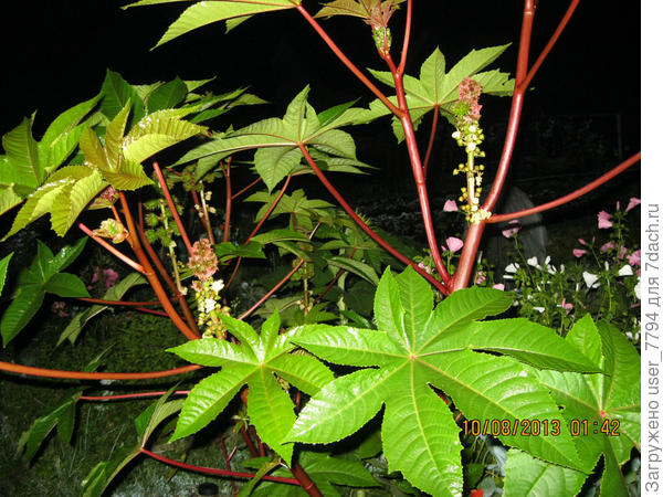 Отравление клещевиной обыкновенной (Ricinus communis)