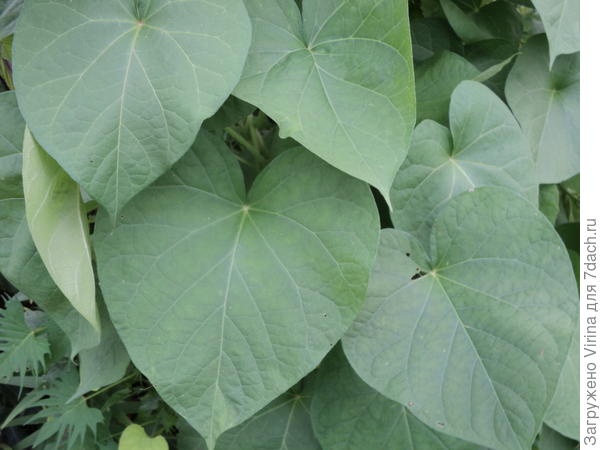 ипомея закрывает яблоню