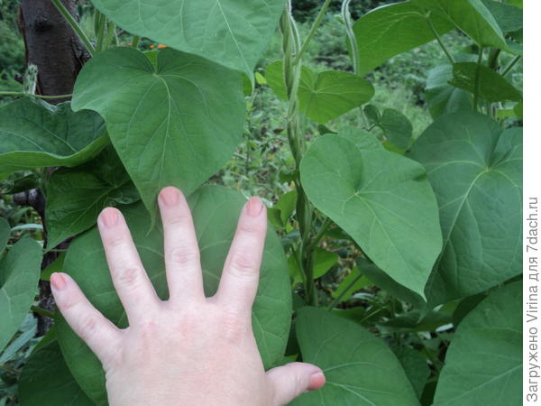 лист ипомеи размером с ладошку