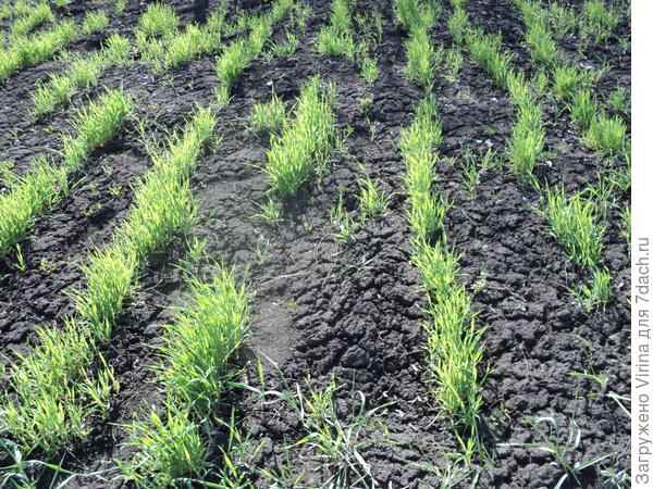 рожь колосится