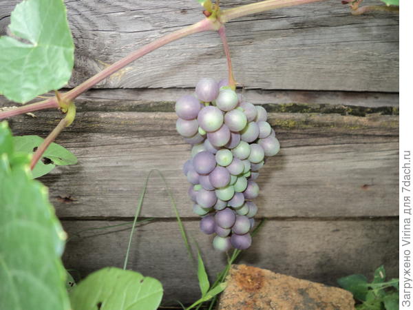 зреет виноград