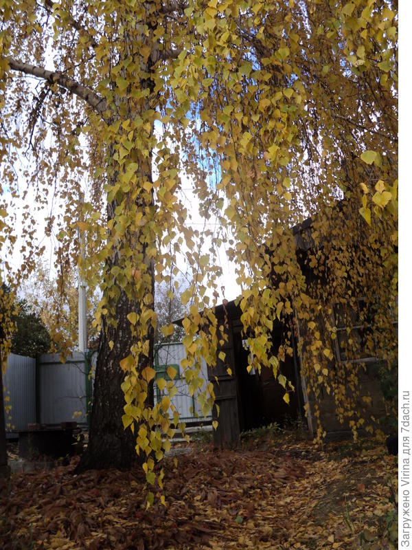 береза, осень