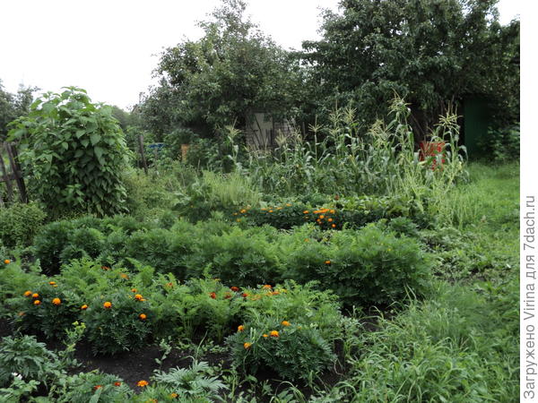 морковка в бархатцах