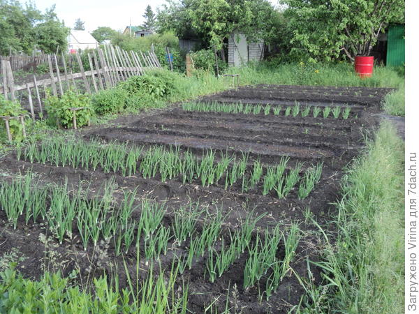 ровненькие грядочки