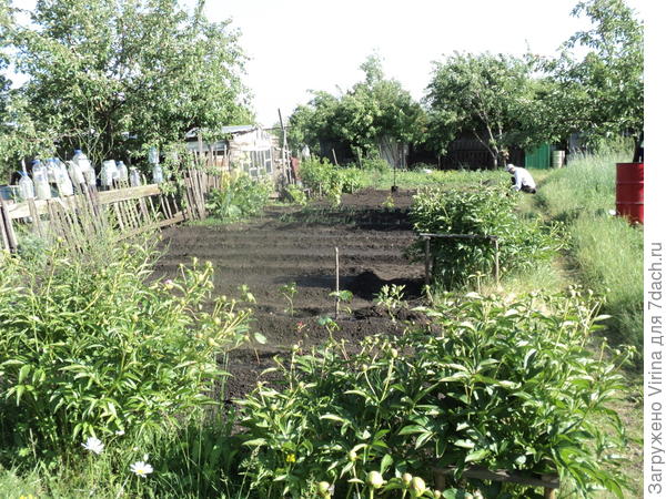 севооборот