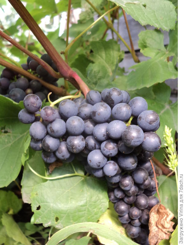 виноградик