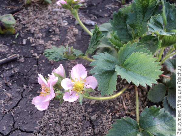 земляничка