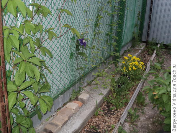 клумба