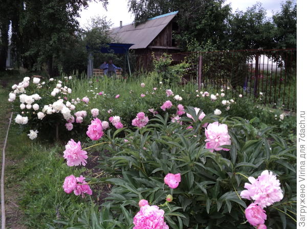 пионы
