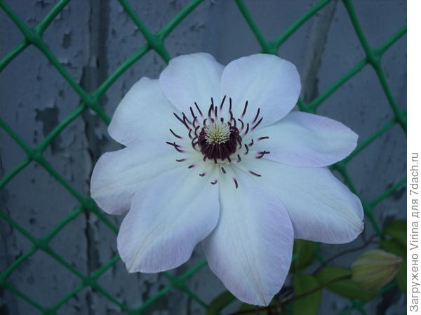 клематис Мисс Бэйтмен