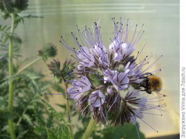 шмель и фацелия