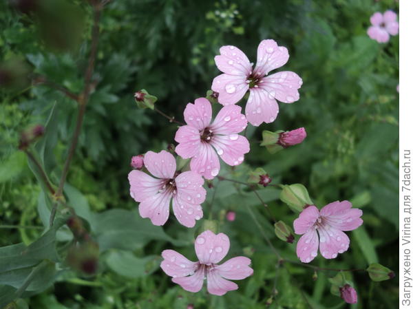 агростемма