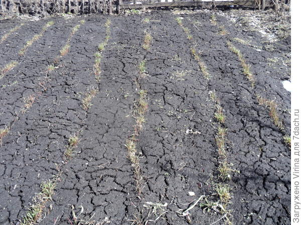 снег только сошел