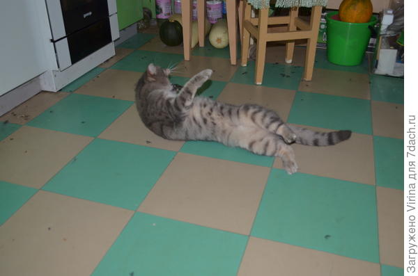 кот и добыча