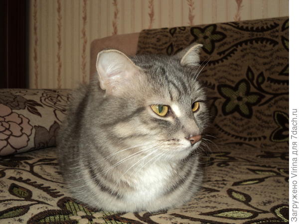 Мурзавец