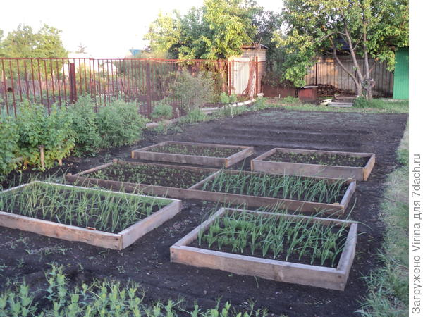 грядочки с луком и морковкой