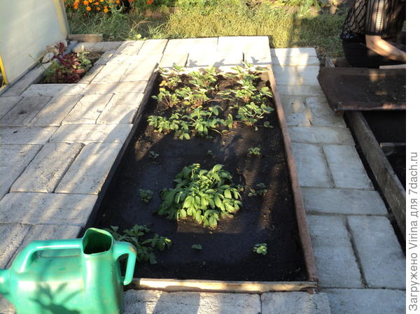 грядки с земляникой