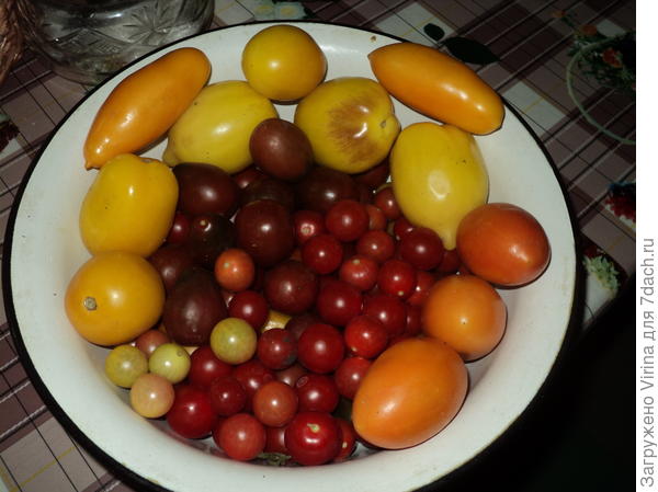 урожай из теплицы